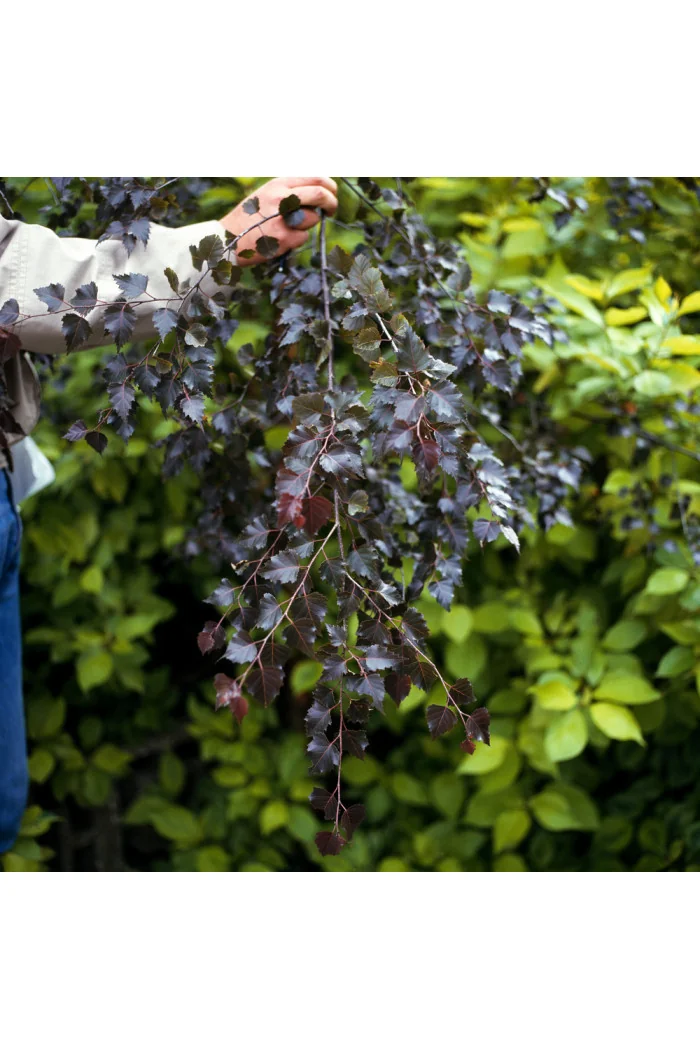 Brzoza zwisająca 'Purpurera' Betula pendula