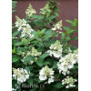Hortensja bukietowa 'Pinky Winky' Hydrangea paniculata