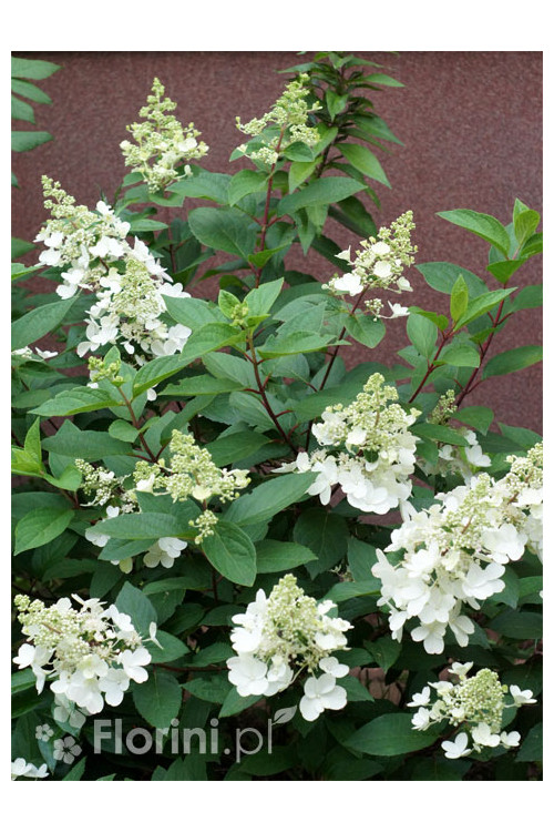 Hortensja bukietowa 'Pinky Winky' Hydrangea paniculata
