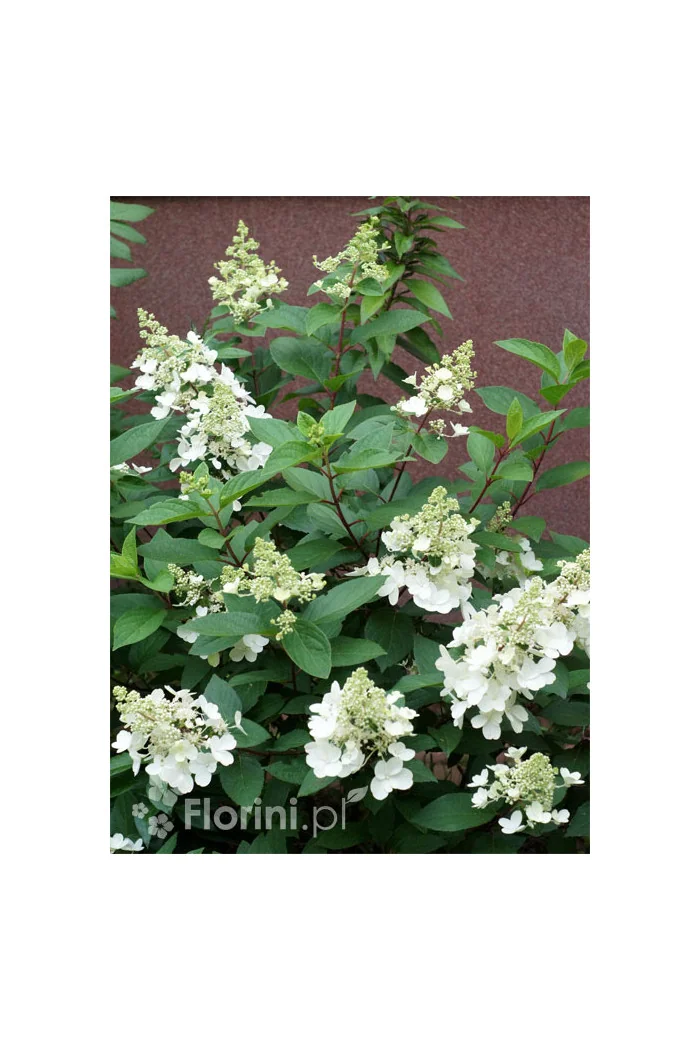 Hortensja bukietowa 'Pinky Winky' Hydrangea paniculata