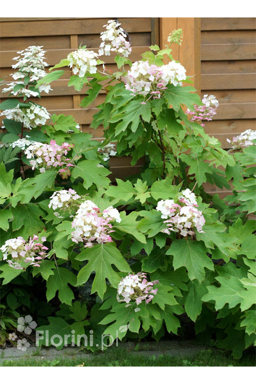 Hortensja dębolistna | Hydrangea quercifolia