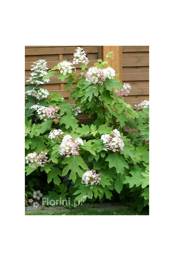 Hortensja dębolistna | Hydrangea quercifolia