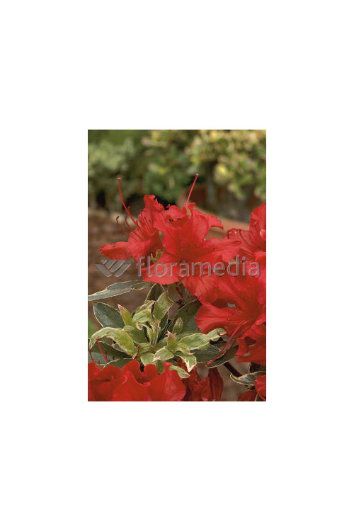 Azalia japońska 'Hot Shot Variegata' Azalea japonica