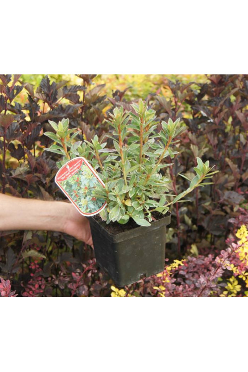 Azalia japońska 'Hot Shot Variegata' Azalea japonica