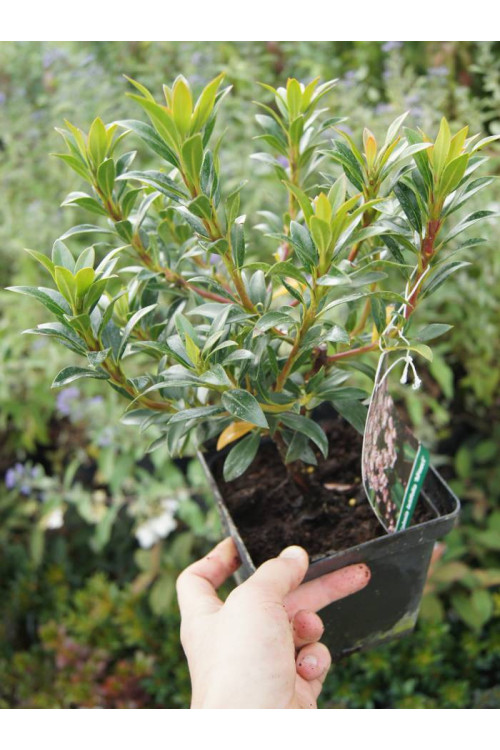 Kalmia szerokolistna 'Minuet' | Kalmia latifolia