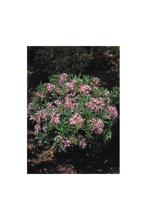 Kalmia szerokolistna 'Minuet' | Kalmia latifolia