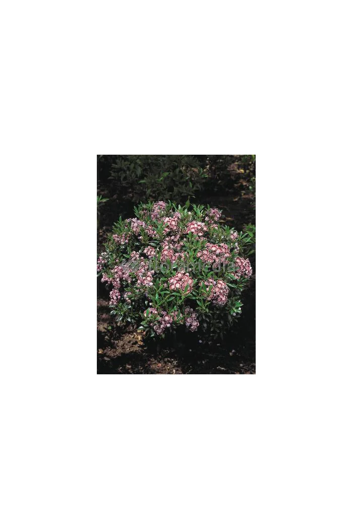 Kalmia szerokolistna 'Minuet' | Kalmia latifolia