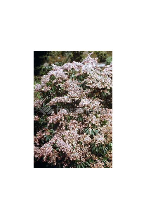 Pieris japoński 'Valley Rose' Pieris japonica