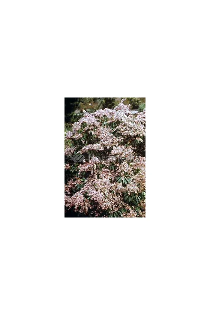 Pieris japoński 'Valley Rose' Pieris japonica