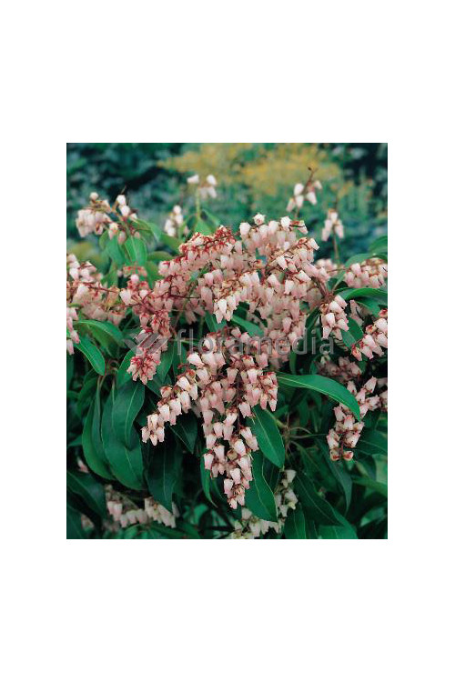 Pieris japoński 'Valley Rose' Pieris japonica