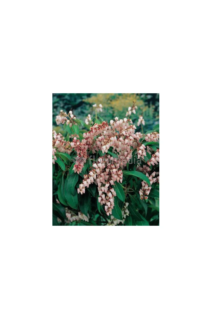 Pieris japoński 'Valley Rose' Pieris japonica