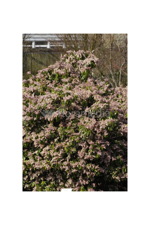 Pieris japoński 'Valley Rose' Pieris japonica