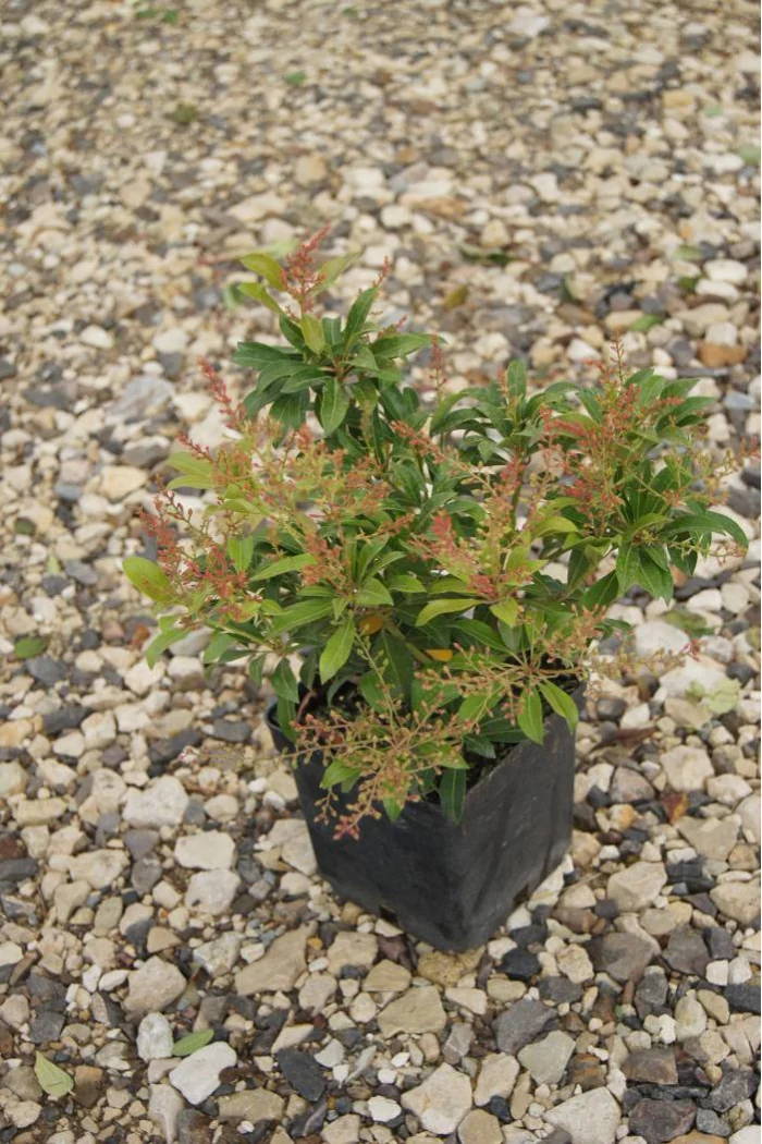 Pieris japoński 'Valley Rose' Pieris japonica