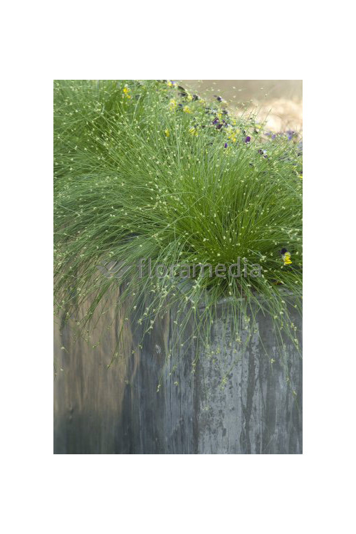 Sitniczka zwisła | Isolepis cernua