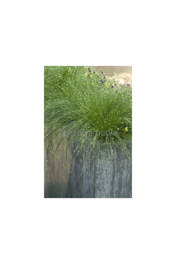 Sitniczka zwisła | Isolepis cernua