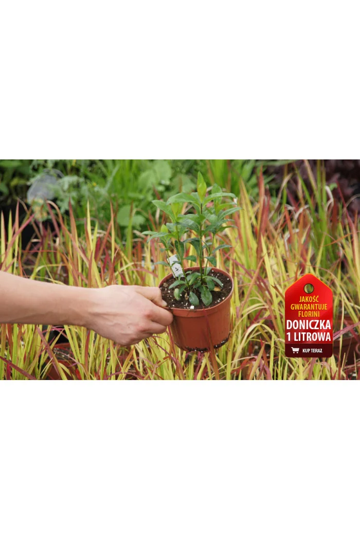 Floks wiechowaty 'Aureole' Phlox panniculata