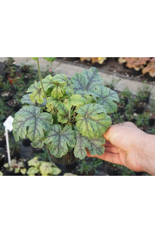 Żuraweczka (Żurawka) 'Tapestry' Heucherella