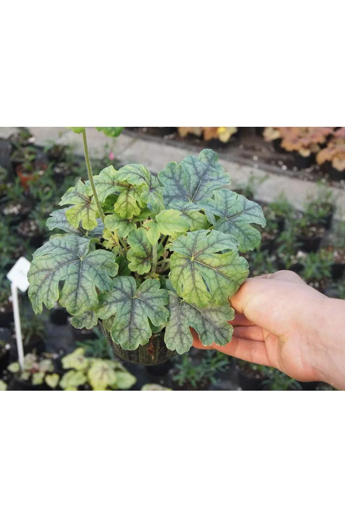 Żuraweczka (Żurawka) 'Tapestry' Heucherella