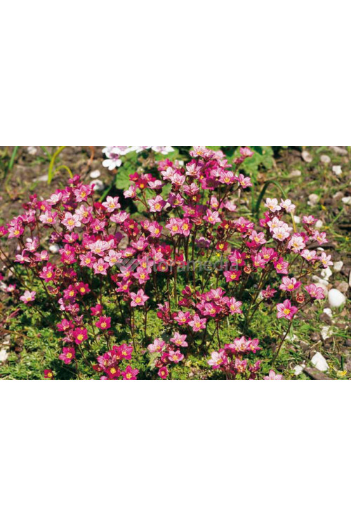 Skalnica arendsa 'Purple Robe' Saxifraga x arendsii