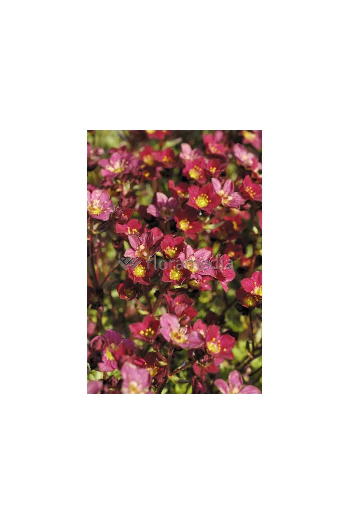 Skalnica arendsa 'Purple Robe' Saxifraga x arendsii