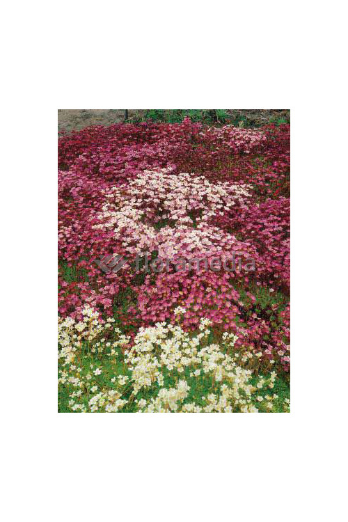 Skalnica arendsa 'Purple Robe' Saxifraga x arendsii