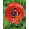 Mak orientalny 'Beauty of Livermere' Papaver orientale