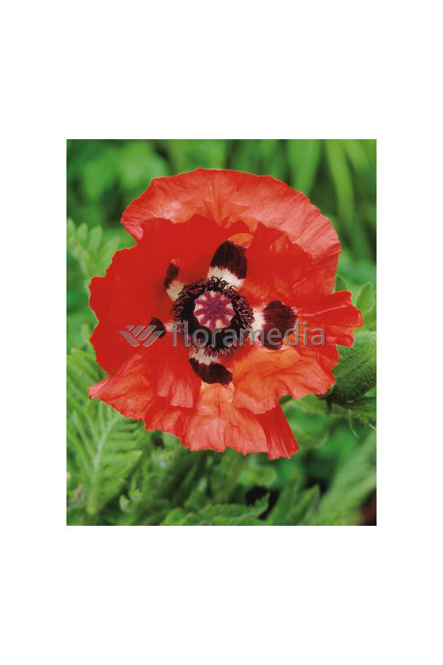 Mak orientalny 'Beauty of Livermere' Papaver orientale
