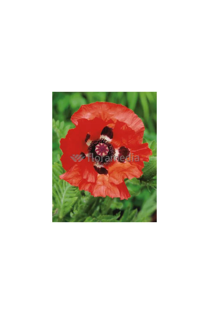 Mak orientalny 'Beauty of Livermere' Papaver orientale