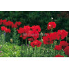 Mak orientalny 'Beauty of Livermere' Papaver orientale