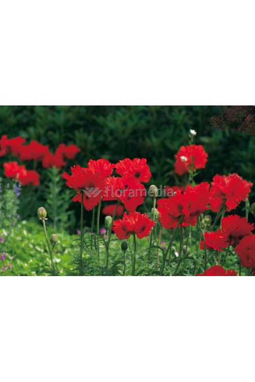 Mak orientalny 'Beauty of Livermere' Papaver orientale