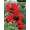 Mak orientalny 'Beauty of Livermere' Papaver orientale