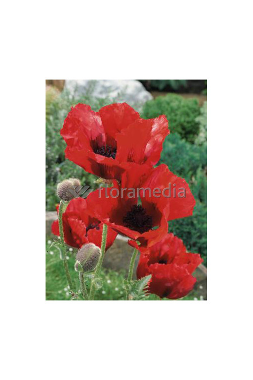 Mak orientalny 'Beauty of Livermere' Papaver orientale