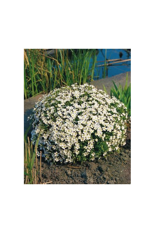 Piaskowiec górski Arenaria montana