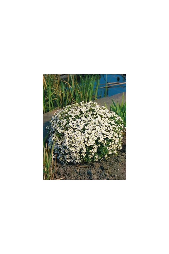 Piaskowiec górski Arenaria montana