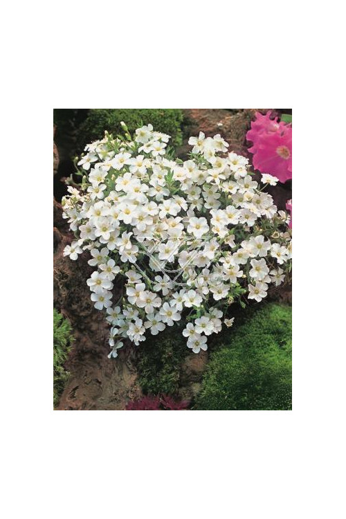 Piaskowiec górski Arenaria montana