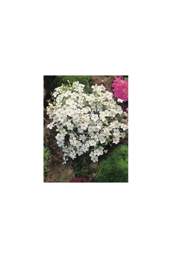 Piaskowiec górski Arenaria montana