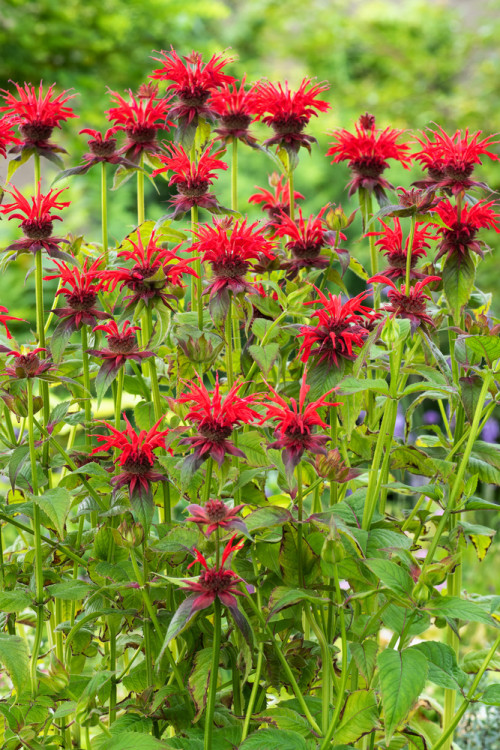 Pysznogłówka 'Fireball' | Monarda