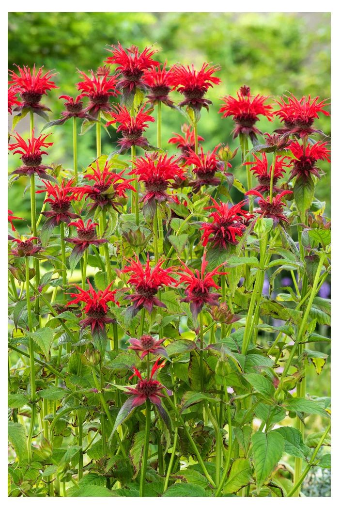 Pysznogłówka 'Fireball' | Monarda