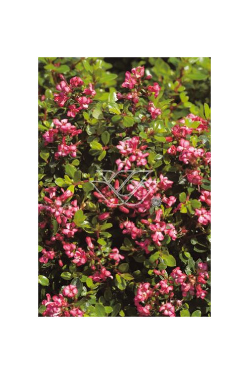 Eskalonia 'Dart's Rosyred' Escallonia