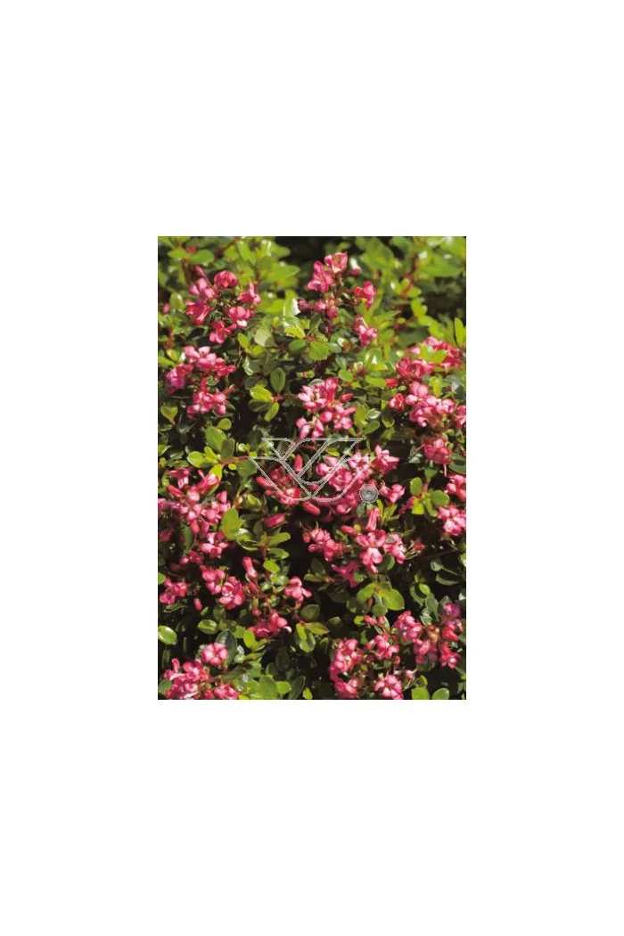 Eskalonia 'Dart's Rosyred' Escallonia