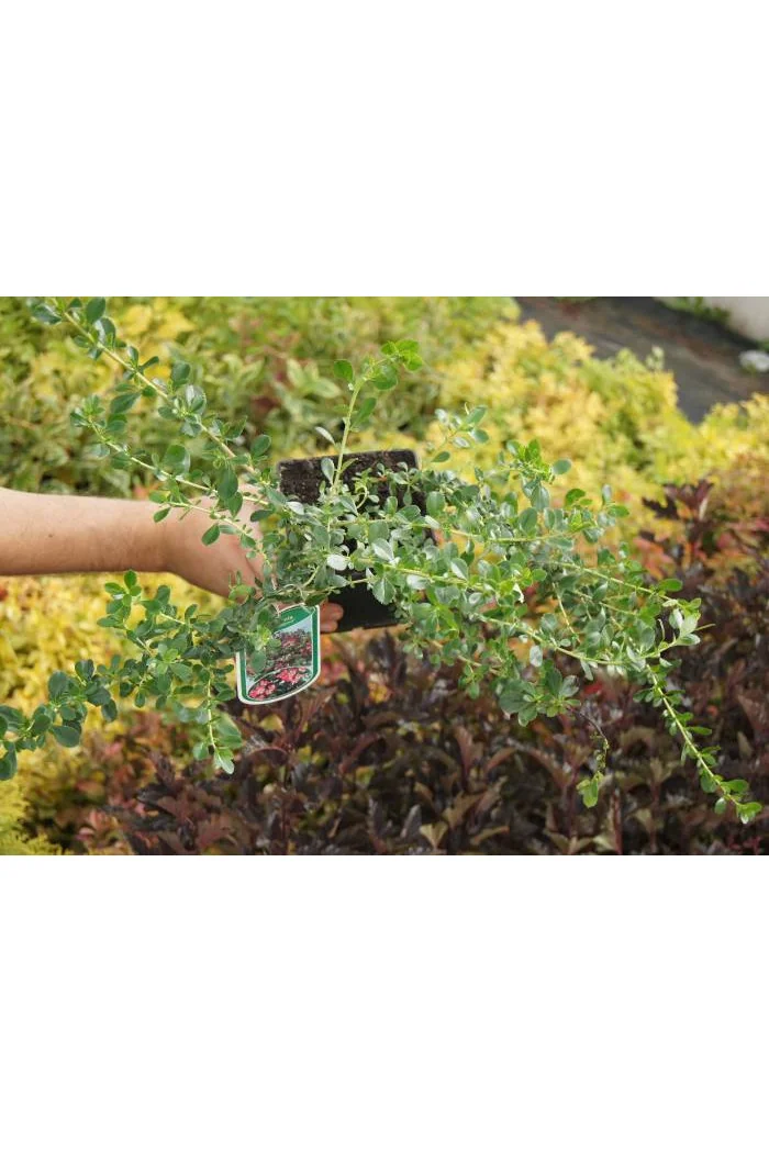 Eskalonia 'Dart's Rosyred' Escallonia