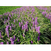 Liriope 'Money Maker' Liriope muscari