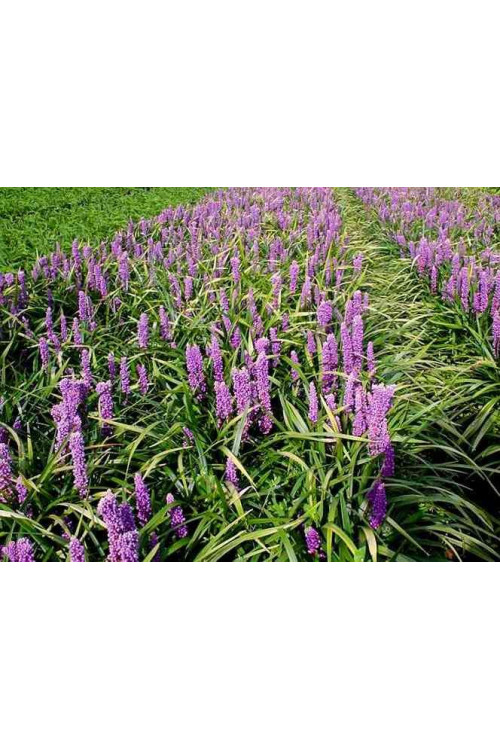 Liriope 'Money Maker' Liriope muscari
