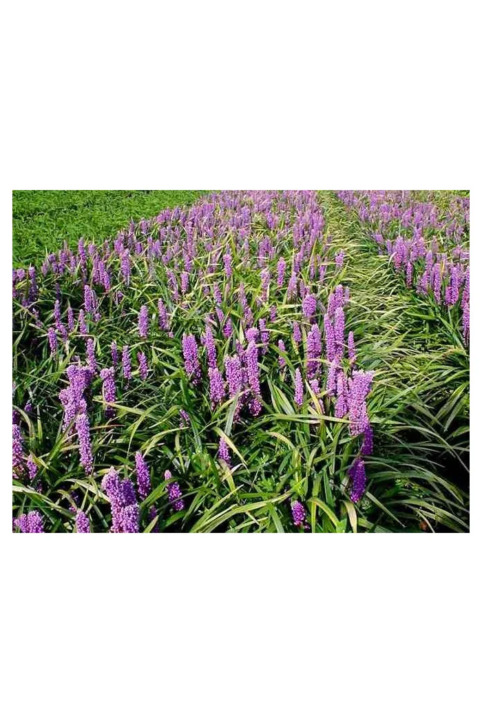 Liriope 'Money Maker' Liriope muscari