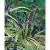 Liriope szafirkowe 'Variegata' Liriope muscari
