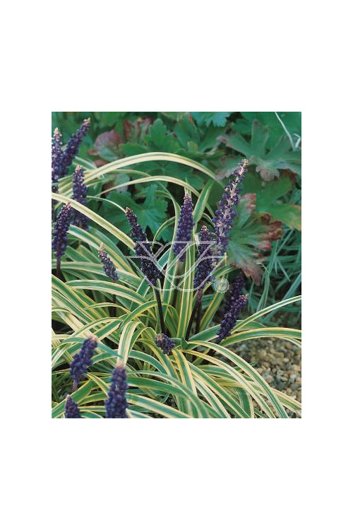 Liriope szafirkowe 'Variegata' Liriope muscari