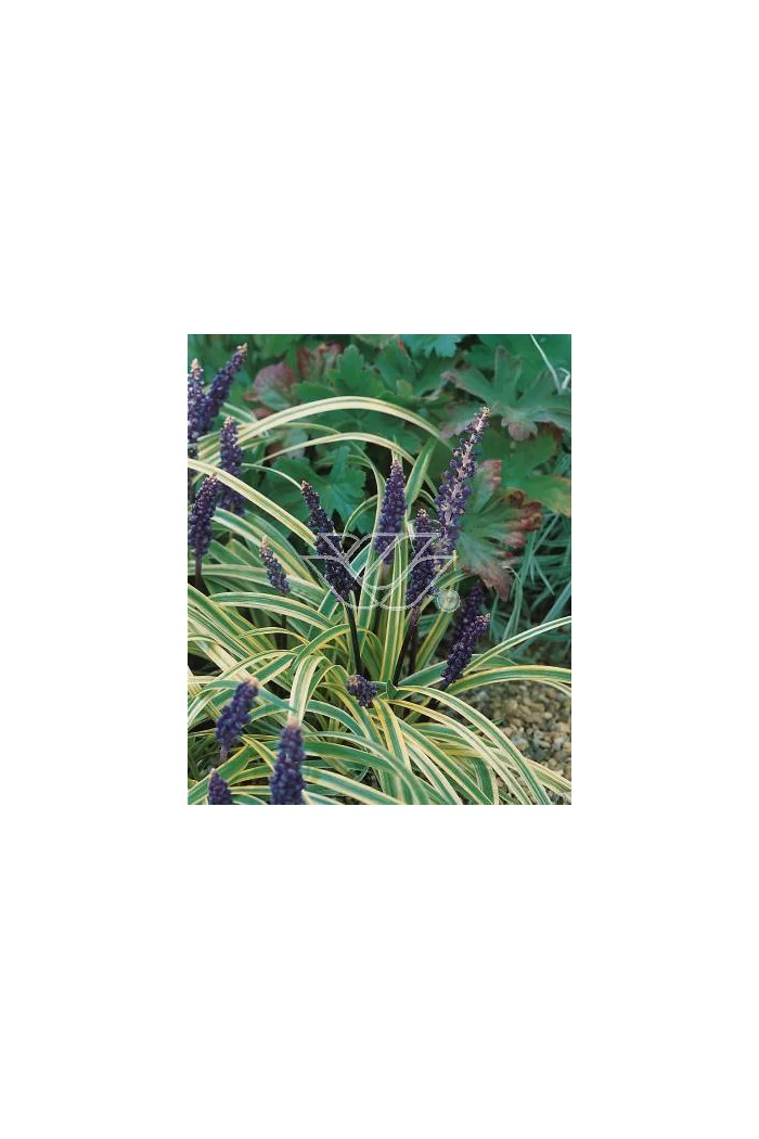 Liriope szafirkowe 'Variegata' Liriope muscari