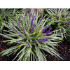 Liriope szafirkowe 'Variegata' Liriope muscari