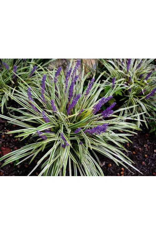 Liriope szafirkowe 'Variegata' Liriope muscari