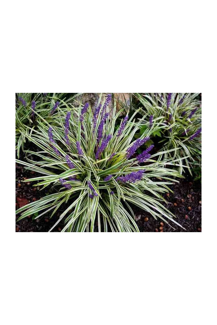 Liriope szafirkowe 'Variegata' Liriope muscari